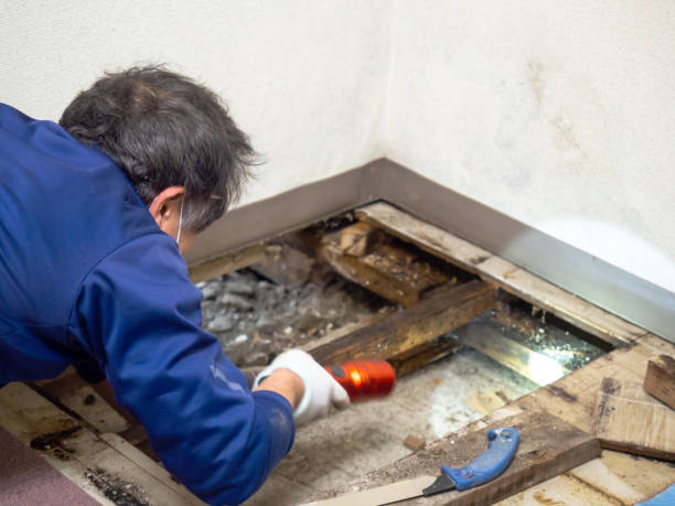 Best Affordable Mold Removal  in Winnfield, LA