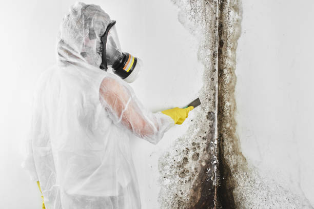 Best Home Mold Removal  in Winnfield, LA