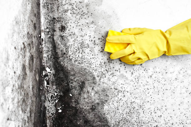 Best Same-Day Mold Removal  in Winnfield, LA