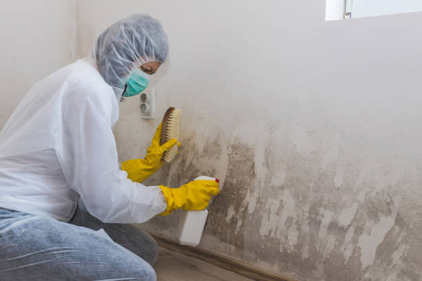 Best Mold Cleaning Services  in Winnfield, LA
