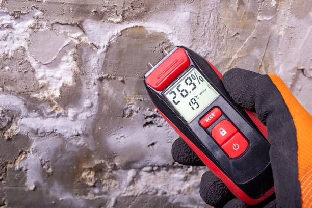 Best Mold Damage Repair  in Winnfield, LA