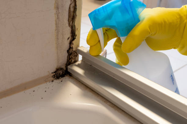 Best Residential Mold Removal  in Winnfield, LA