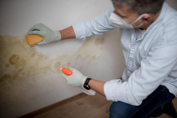 Best Fast Mold Removal  in Winnfield, LA