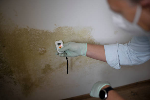 Best Same-Day Mold Removal  in Winnfield, LA