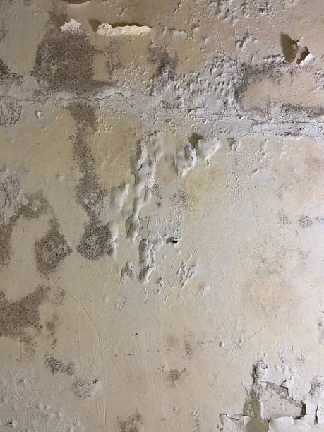 Best Mold Removal Company Near Me  in Winnfield, LA