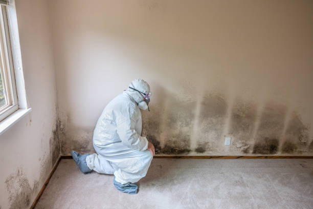 Best Black Mold Removal  in Winnfield, LA