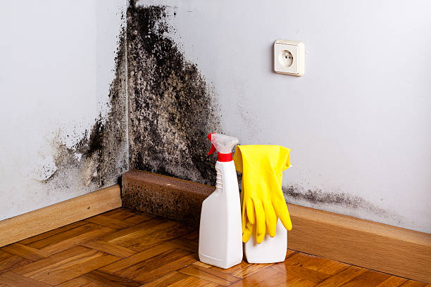 Best Attic Mold Removal  in Winnfield, LA