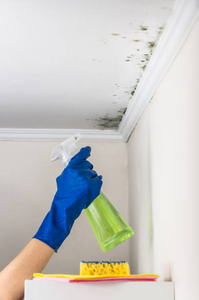 Best Certified Mold Removal  in Winnfield, LA