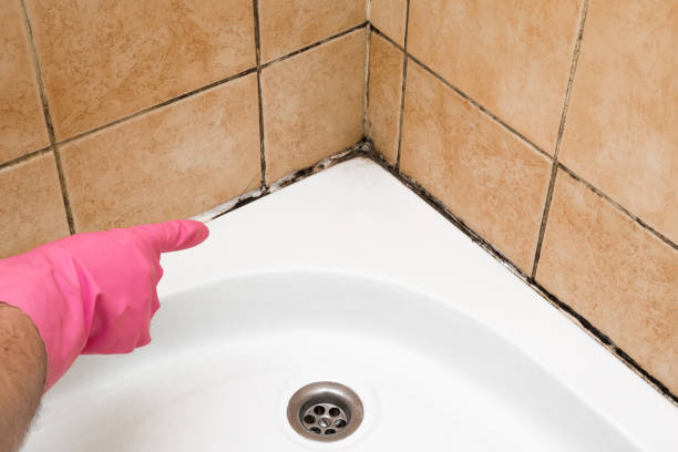Best Best Mold Removal Companies  in Winnfield, LA