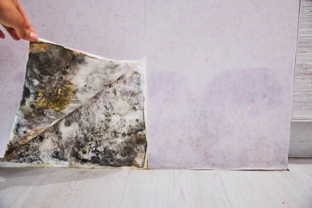 Attic Mold Removal in Winnfield, LA